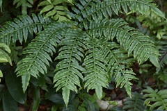 Angiopteris fokiensis