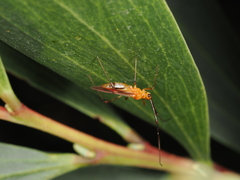 Rayieria basifer