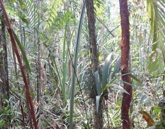 Tristaniopsis merguensis