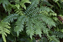 Angiopteris fokiensis