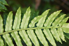 Angiopteris fokiensis