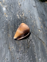 Conus papilliferus