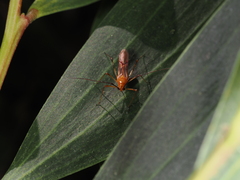 Rayieria basifer