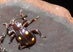 Eumorphus tetraspilotus