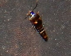 Sepedophilus