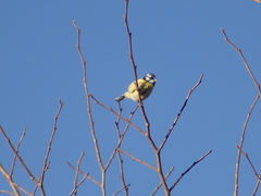 Cyanistes caeruleus
