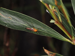 Rayieria basifer