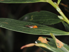 Rayieria basifer