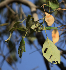 Philenoptera violacea