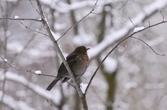 Turdus merula