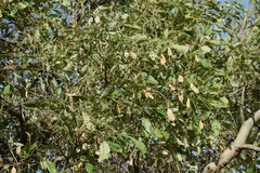 Philenoptera violacea