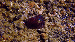 Euprymna