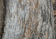 Philenoptera violacea