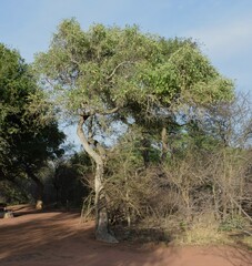 Philenoptera violacea