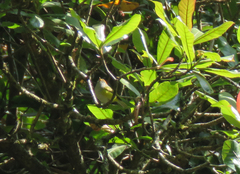 Phylloscopus castaniceps
