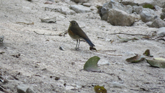 Tarsiger rufilatus