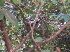 Grammatoptila striata