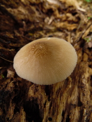 Pluteus longistriatus