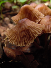 Gymnopus dysodes