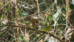 Phylloscopus xanthoschistos