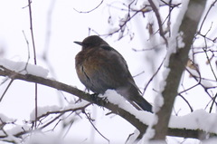 Turdus merula