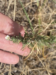 Epilobium hirtigerum