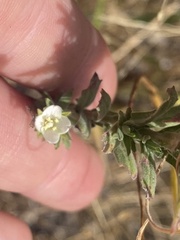 Epilobium hirtigerum