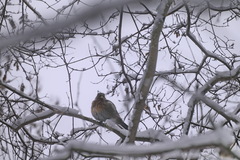 Turdus merula