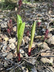 Wyethia glabra