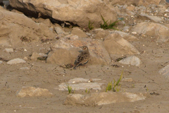Alauda arvensis