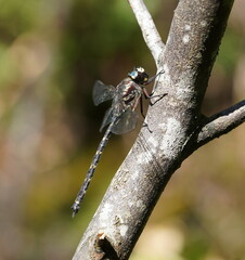 Austroaeschna atrata