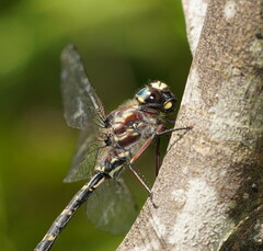 Austroaeschna atrata