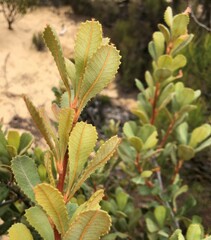 Banksia ornata