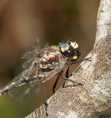 Austroaeschna atrata