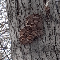 Pleurotus ostreatus