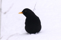 Turdus merula