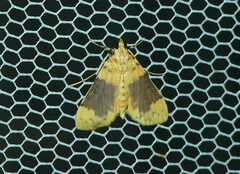 Conogethes semifascialis