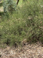 Acacia rupicola