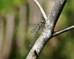 Austroaeschna atrata