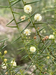 Acacia rupicola