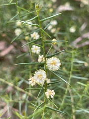 Acacia rupicola