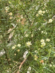 Acacia rupicola