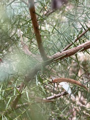 Acacia rupicola