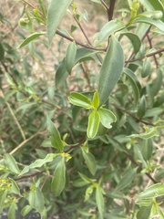 Myoporum petiolatum