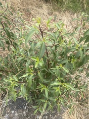 Myoporum petiolatum