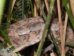 Crotalus pyrrhus