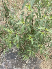 Myoporum petiolatum