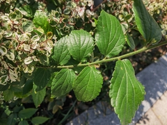 Celtis sinensis