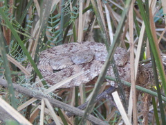 Crotalus pyrrhus