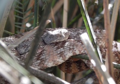 Crotalus pyrrhus